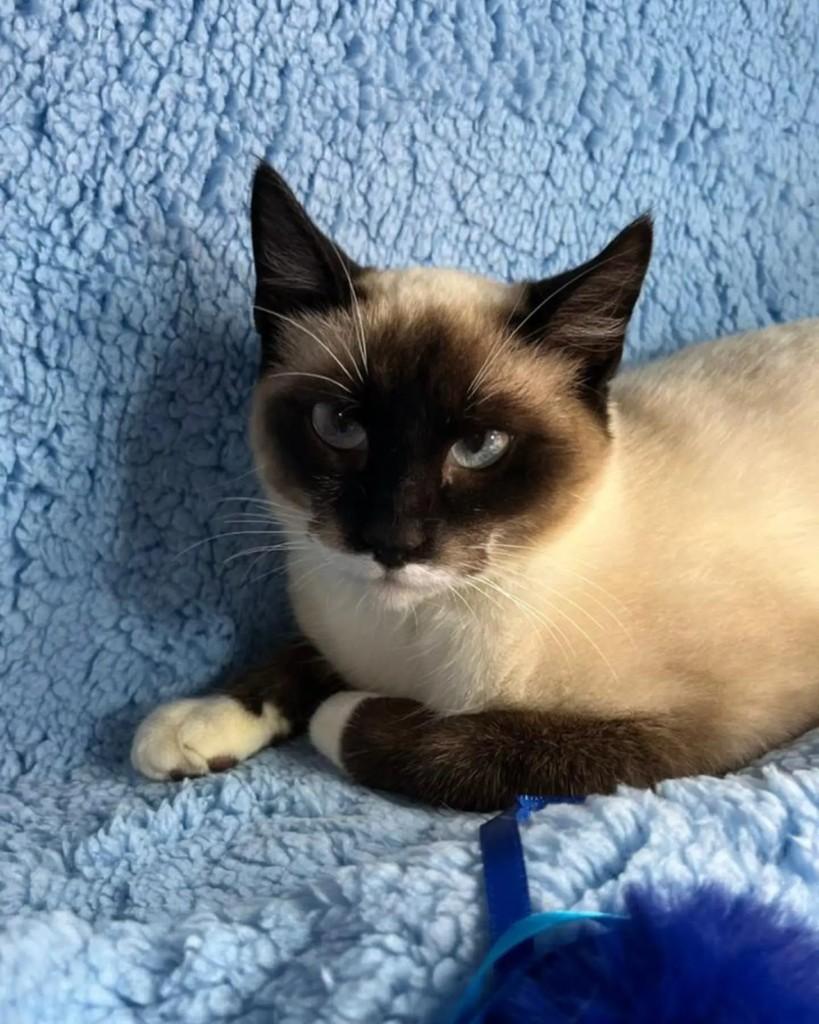 Flocos, gato de porte pequeno para adoção em Guaramirim - SC — foto 4 de 6