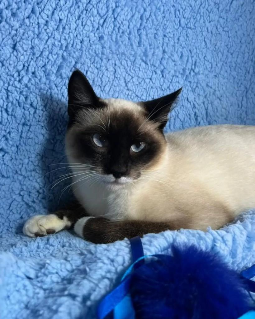 Flocos, gato de porte pequeno para adoção em Guaramirim - SC — foto 5 de 6