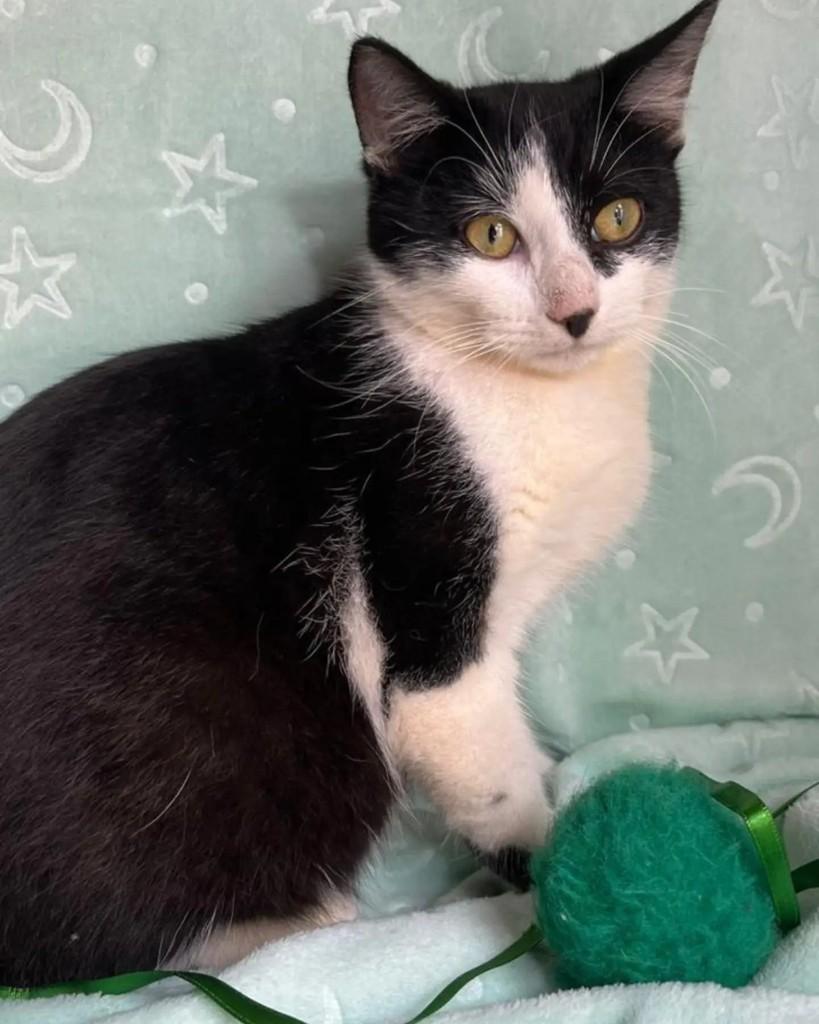 Max, gato de porte pequeno para adoção em Guaramirim - SC