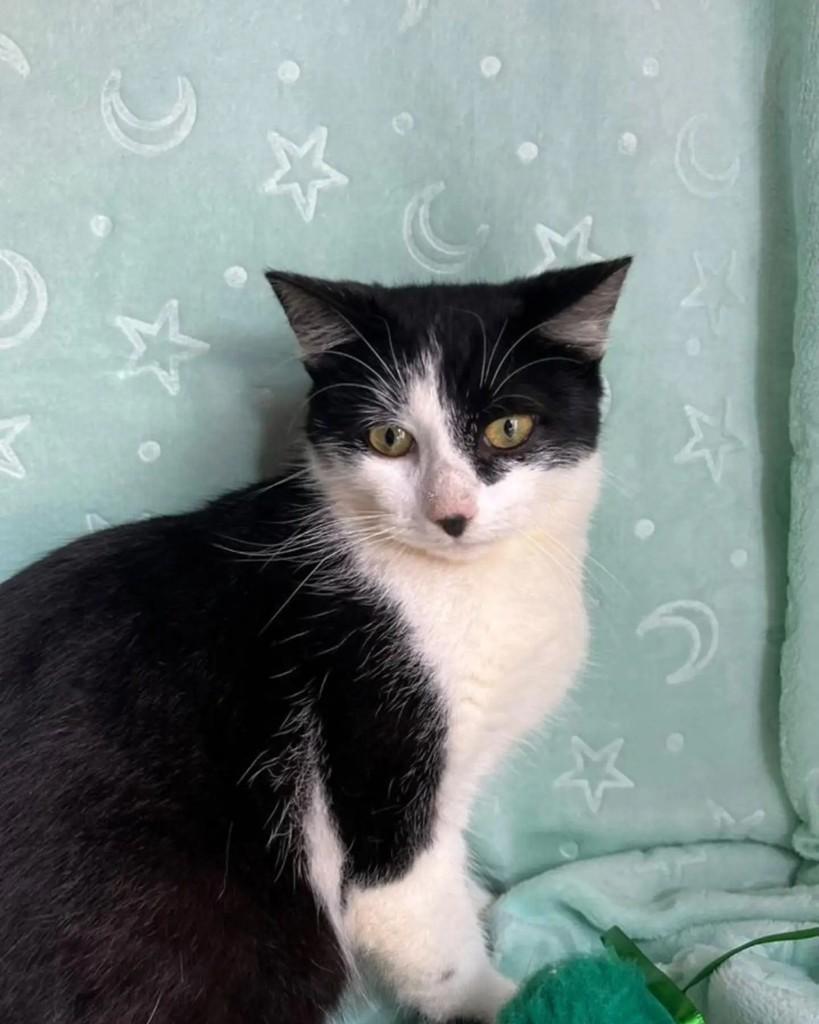 Max, gato de porte pequeno para adoção em Guaramirim - SC — foto 2 de 5