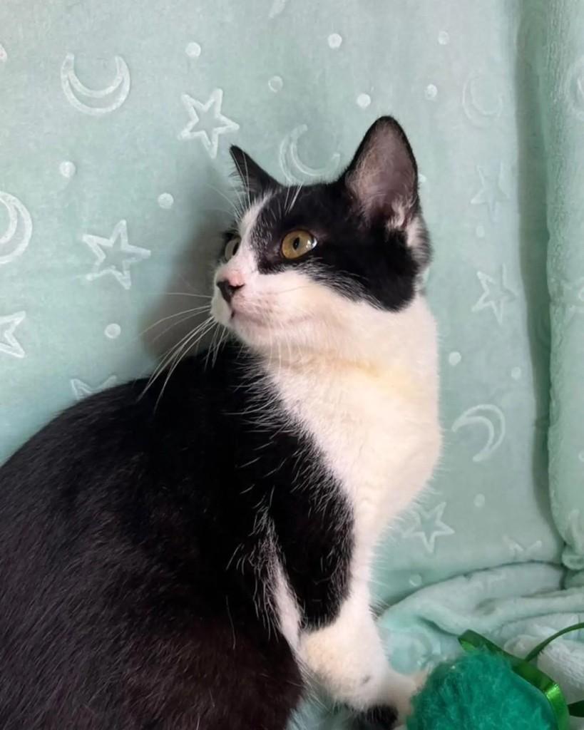 Max, gato de porte pequeno para adoção em Guaramirim - SC — foto 3 de 5