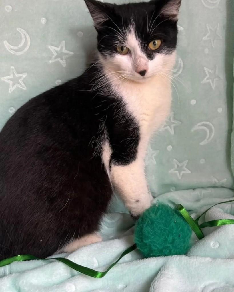 Max, gato de porte pequeno para adoção em Guaramirim - SC — foto 4 de 5