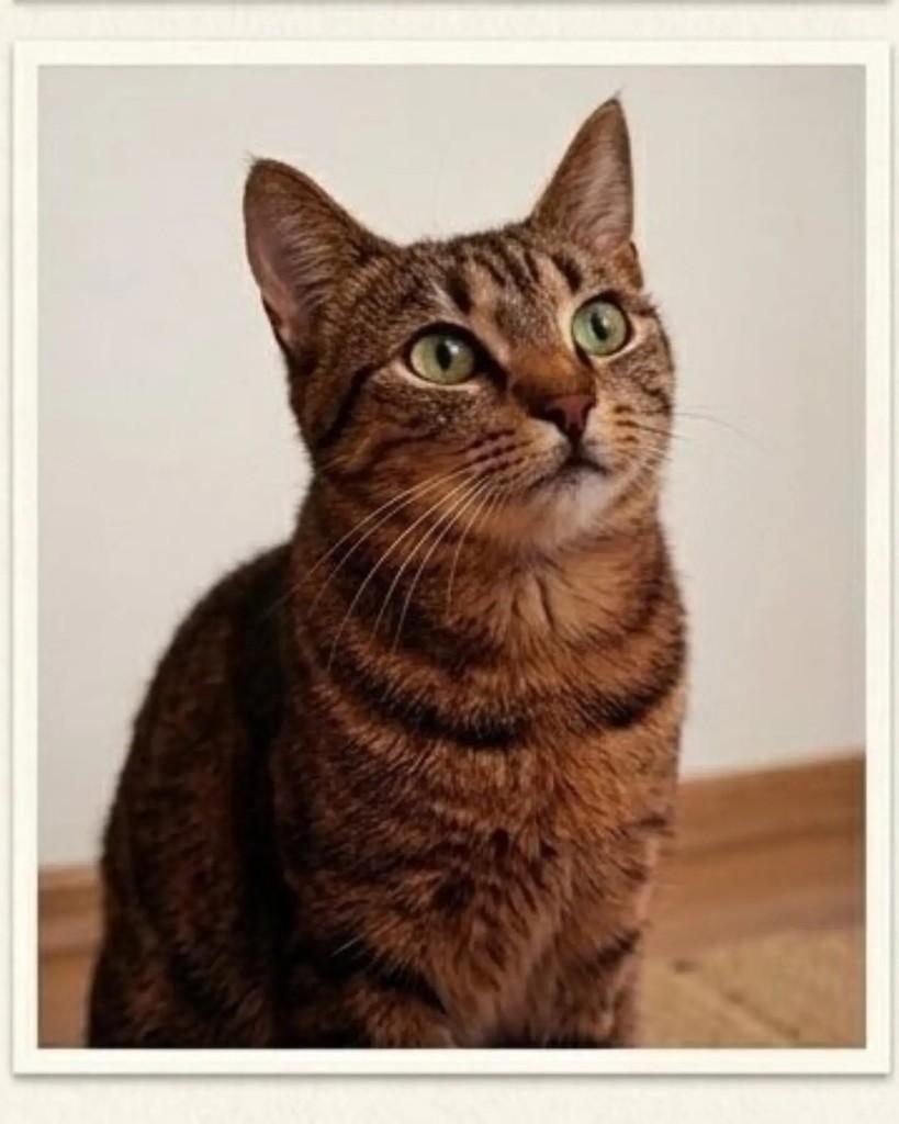 Tókio, gata de porte médio para adoção em Jaraguá do Sul - SC