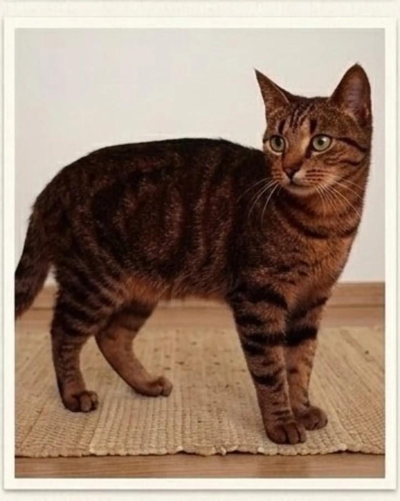 Tókio, gata de porte médio para adoção em Jaraguá do Sul - SC — foto 2 de 3