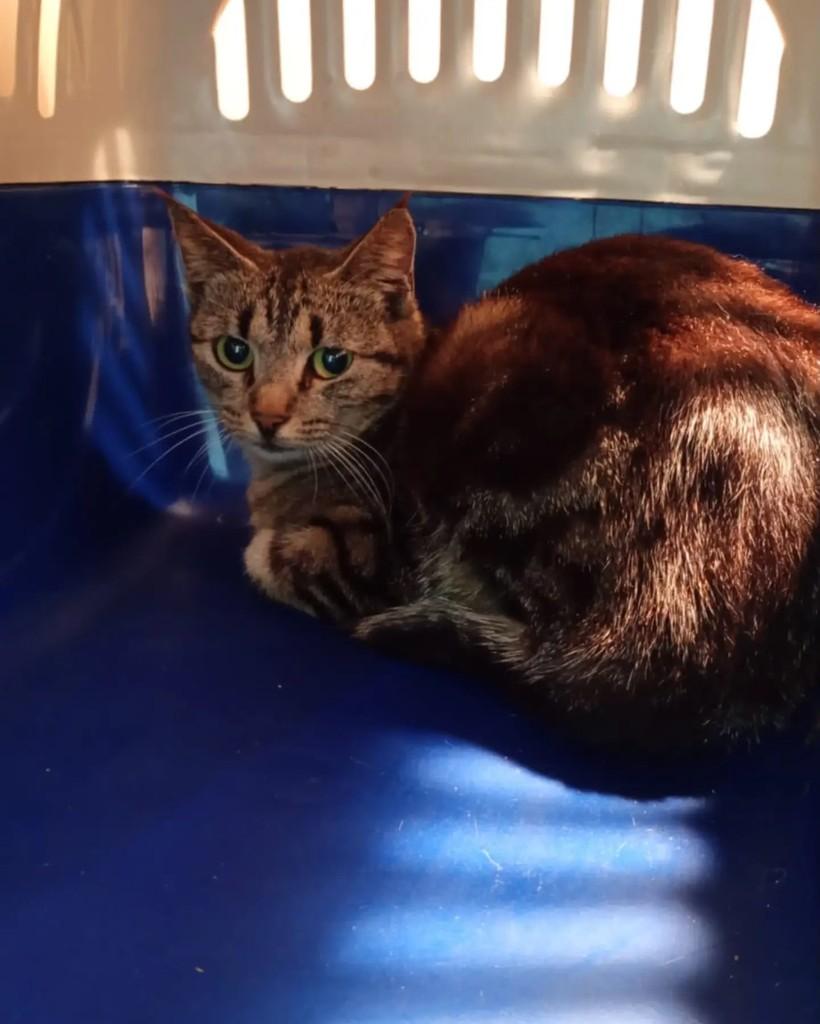 Tókio, gata de porte médio para adoção em Jaraguá do Sul - SC — foto 3 de 3