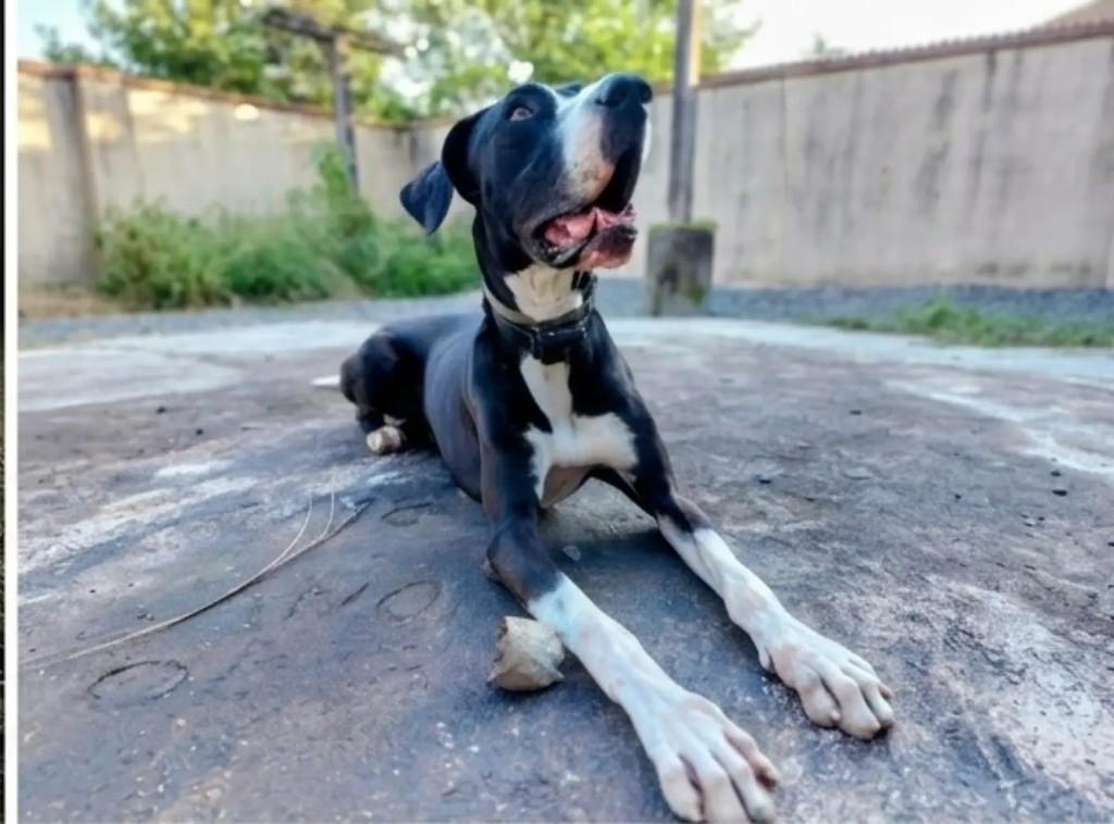 Lemmy, cachorro de porte grande para adoção em Guaramirim - SC