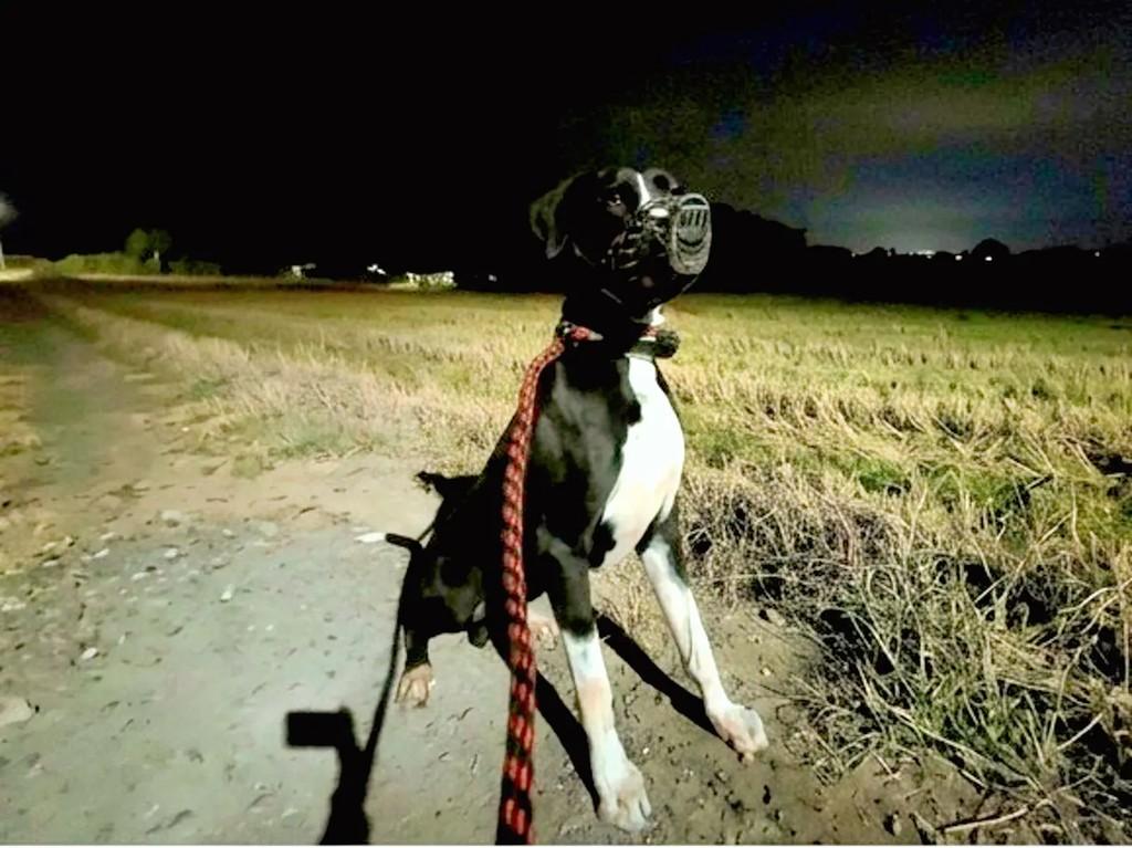 Lemmy, cachorro de porte grande para adoção em Guaramirim - SC — foto 2 de 4