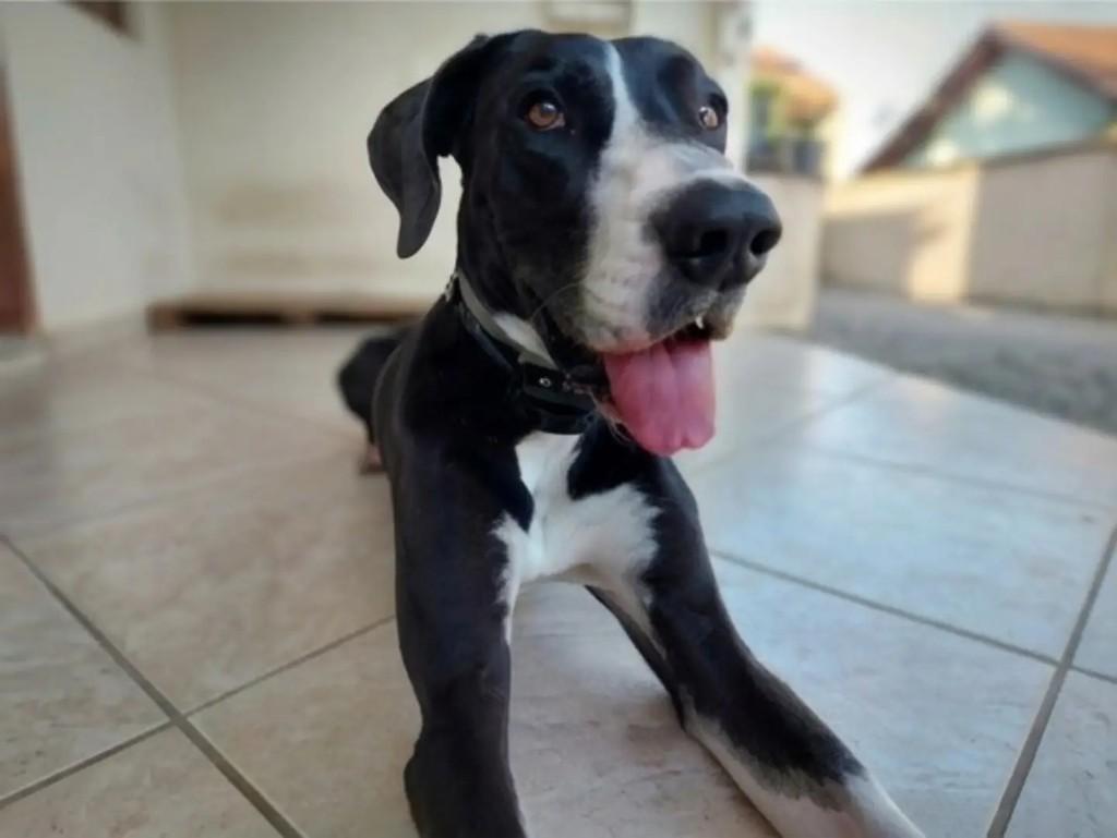 Lemmy, cachorro de porte grande para adoção em Guaramirim - SC — foto 3 de 4