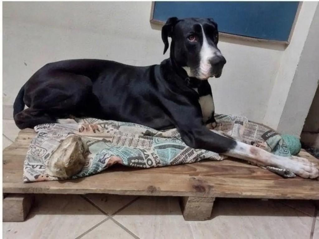 Lemmy, cachorro de porte grande para adoção em Guaramirim - SC — foto 4 de 4