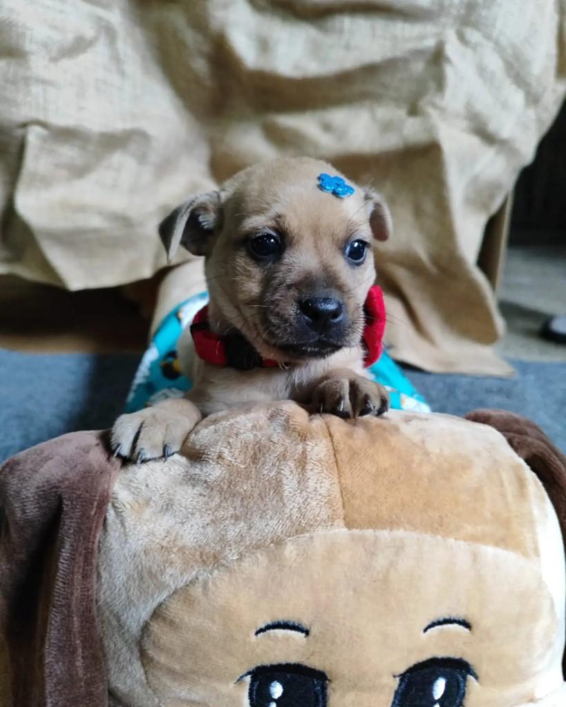 Pietro, cachorro de porte pequeno para adoção em Jaraguá do Sul - SC