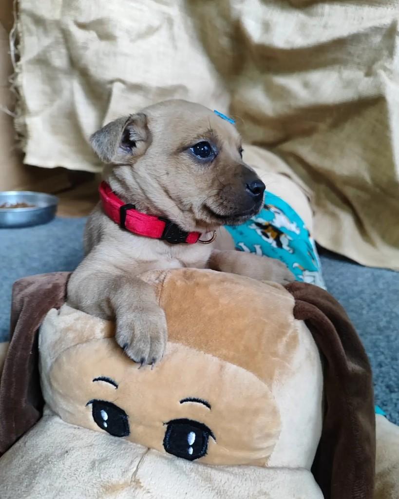 Pietro, cachorro de porte pequeno para adoção em Jaraguá do Sul - SC — foto 2 de 7