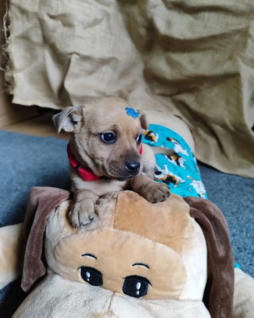 Pietro, cachorro de porte pequeno para adoção em Jaraguá do Sul - SC — foto 3 de 7