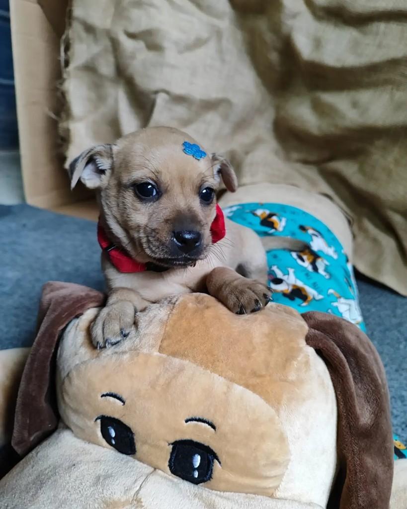 Pietro, cachorro de porte pequeno para adoção em Jaraguá do Sul - SC — foto 4 de 7