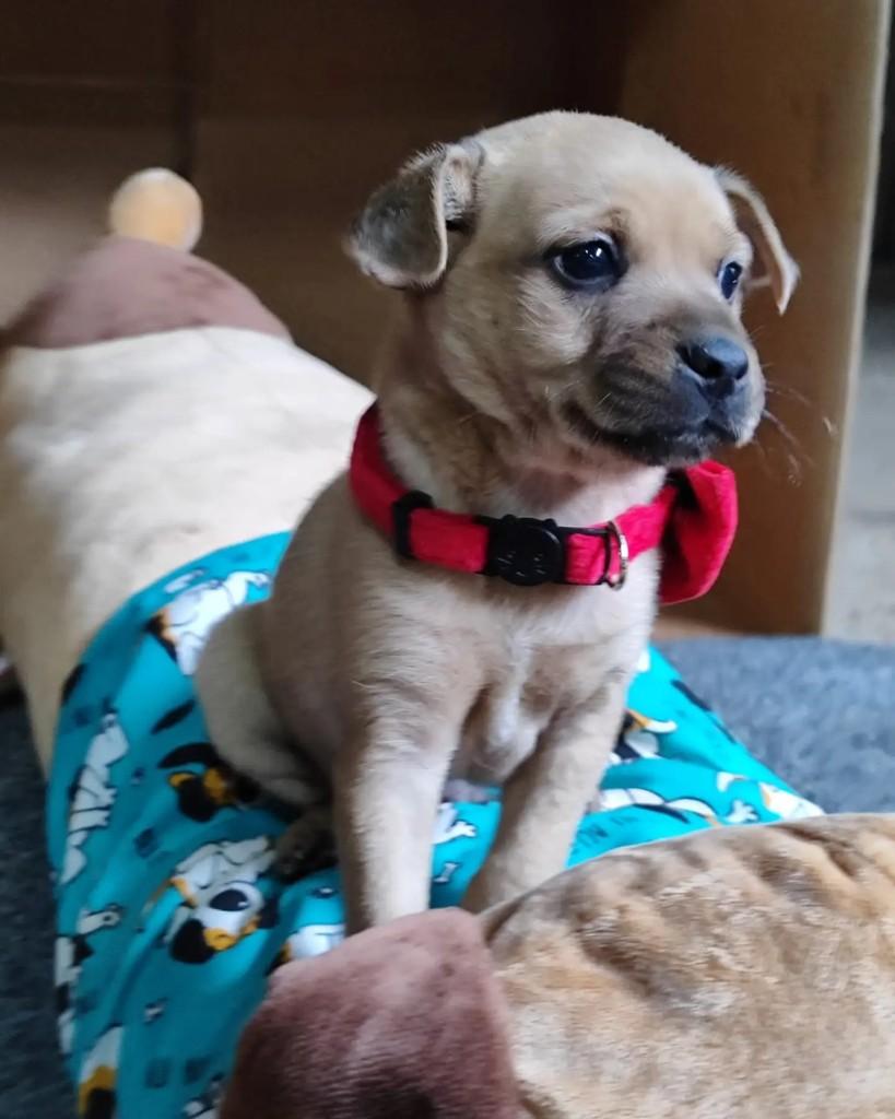 Pietro, cachorro de porte pequeno para adoção em Jaraguá do Sul - SC — foto 5 de 7