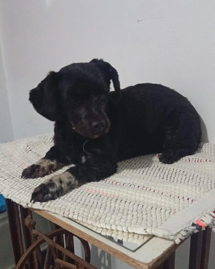 Pantufa, cadela de porte pequeno para adoção em Joinville - SC — foto 2 de 3