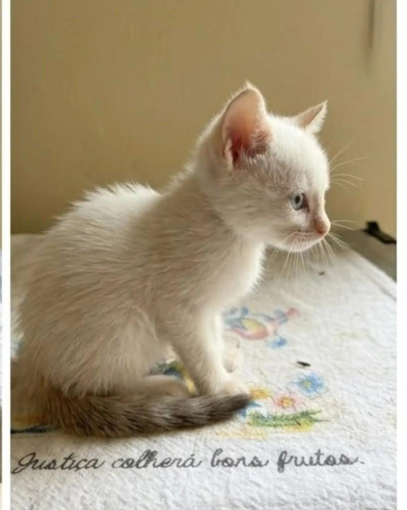 Hugo, gato de porte pequeno para adoção em Guaramirim - SC — foto 2 de 4