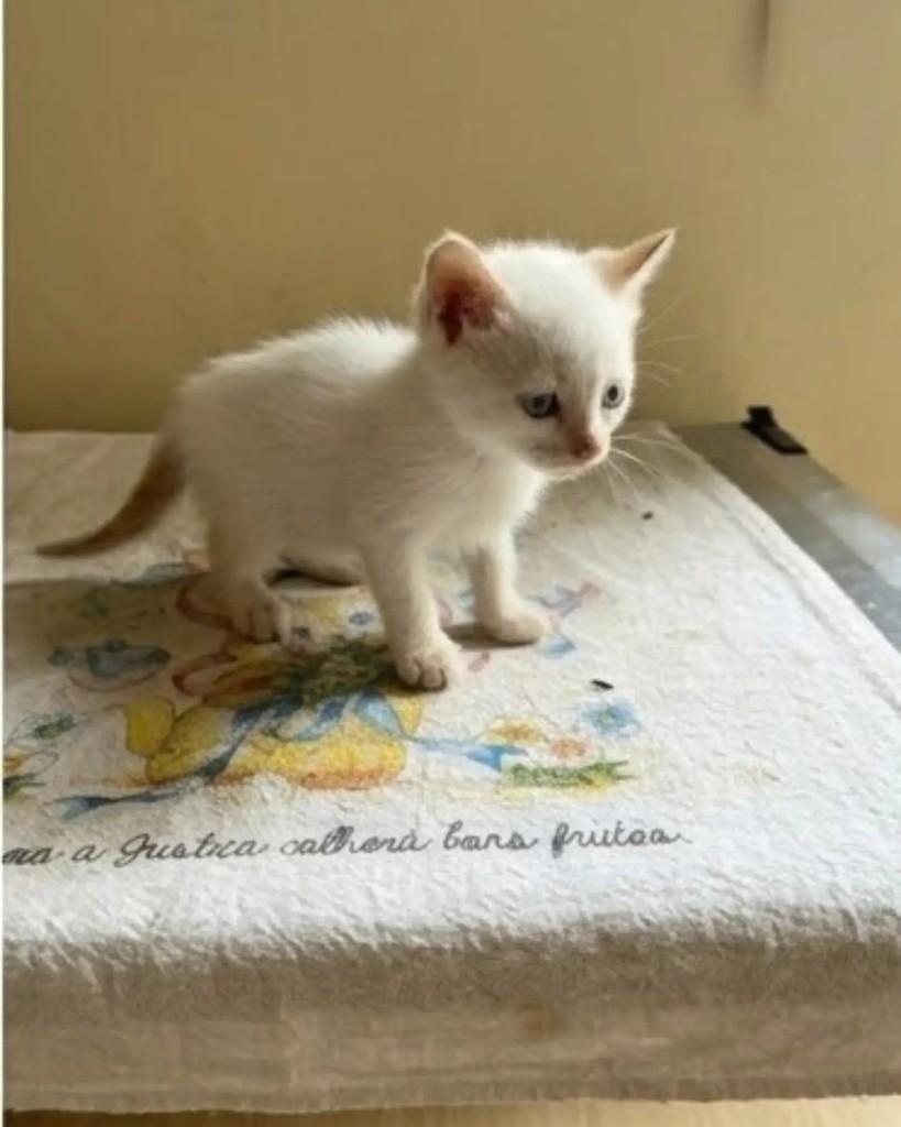 Hugo, gato de porte pequeno para adoção em Guaramirim - SC — foto 3 de 4