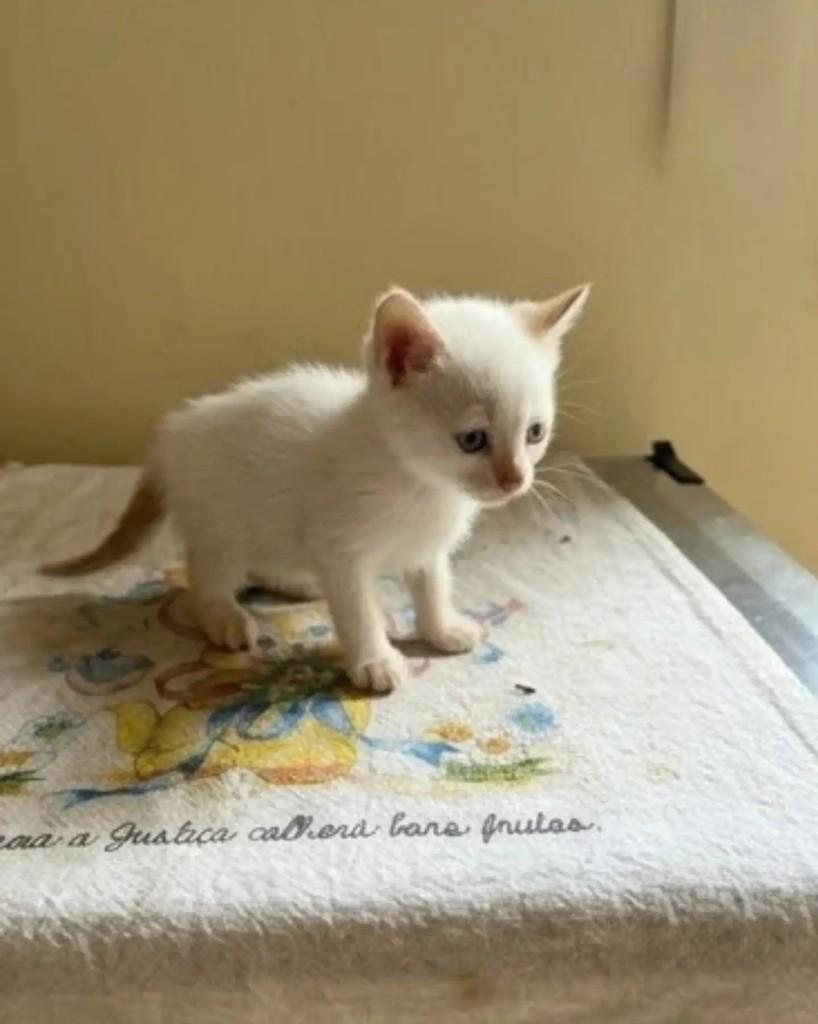 Hugo, gato de porte pequeno para adoção em Guaramirim - SC — foto 4 de 4
