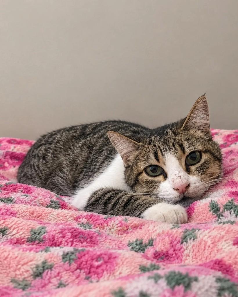 Cali, gata de porte pequeno para adoção em Guaramirim - SC