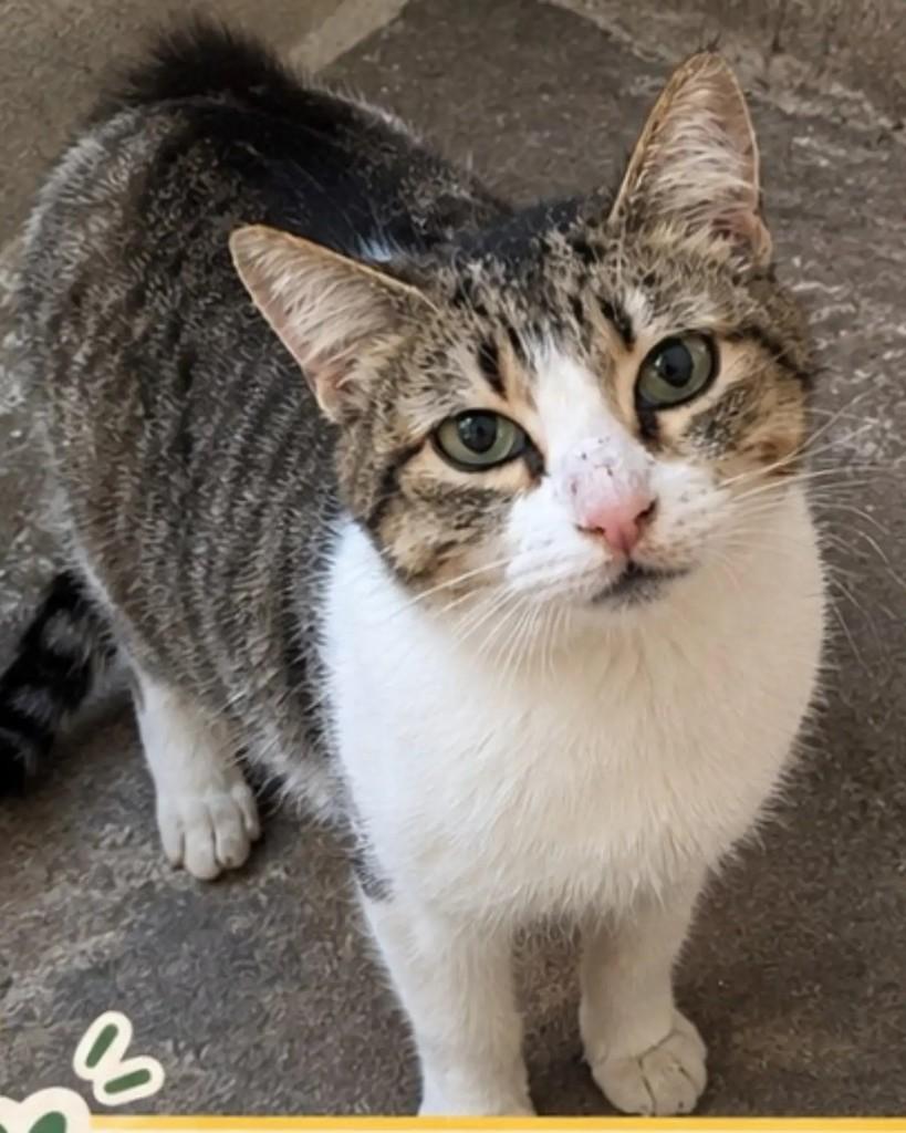 Cali, gata de porte pequeno para adoção em Guaramirim - SC — foto 2 de 2