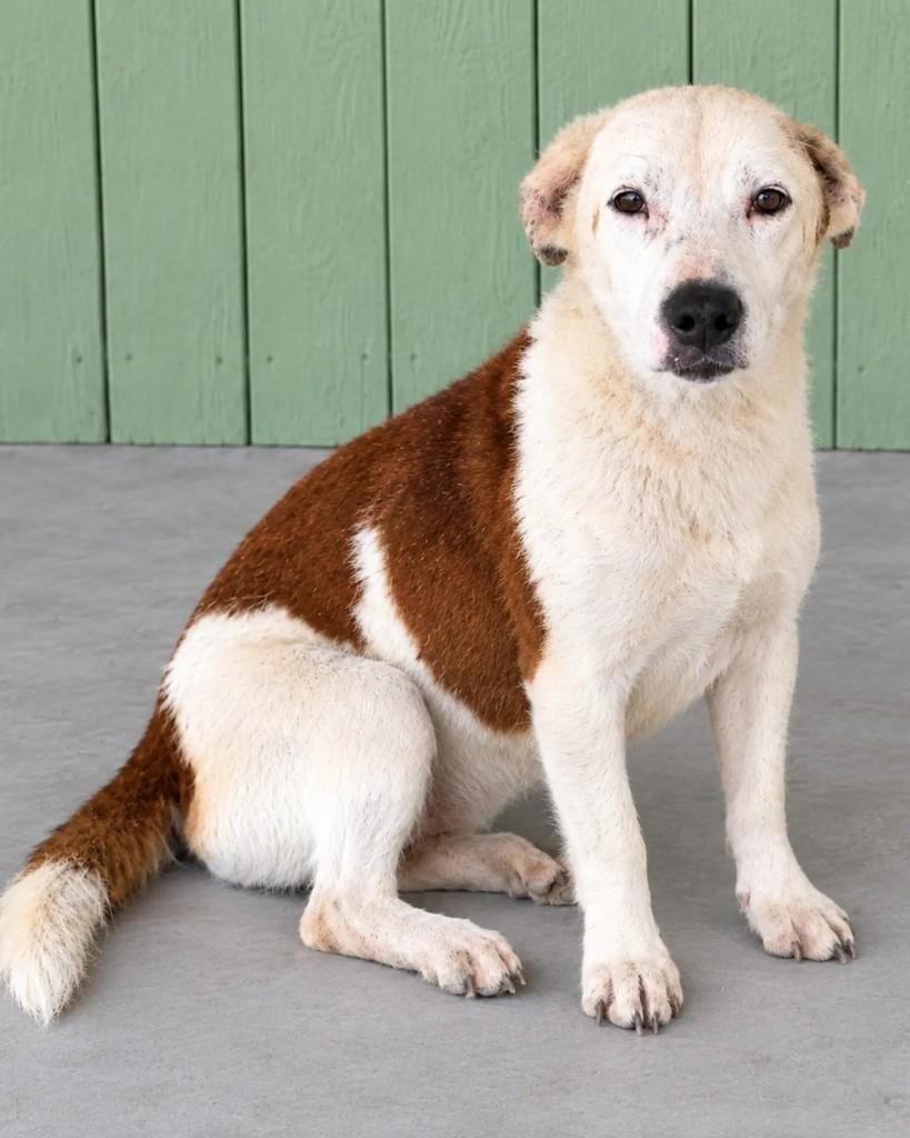 Chiquinho, cachorro de porte médio para adoção em Guaramirim - SC