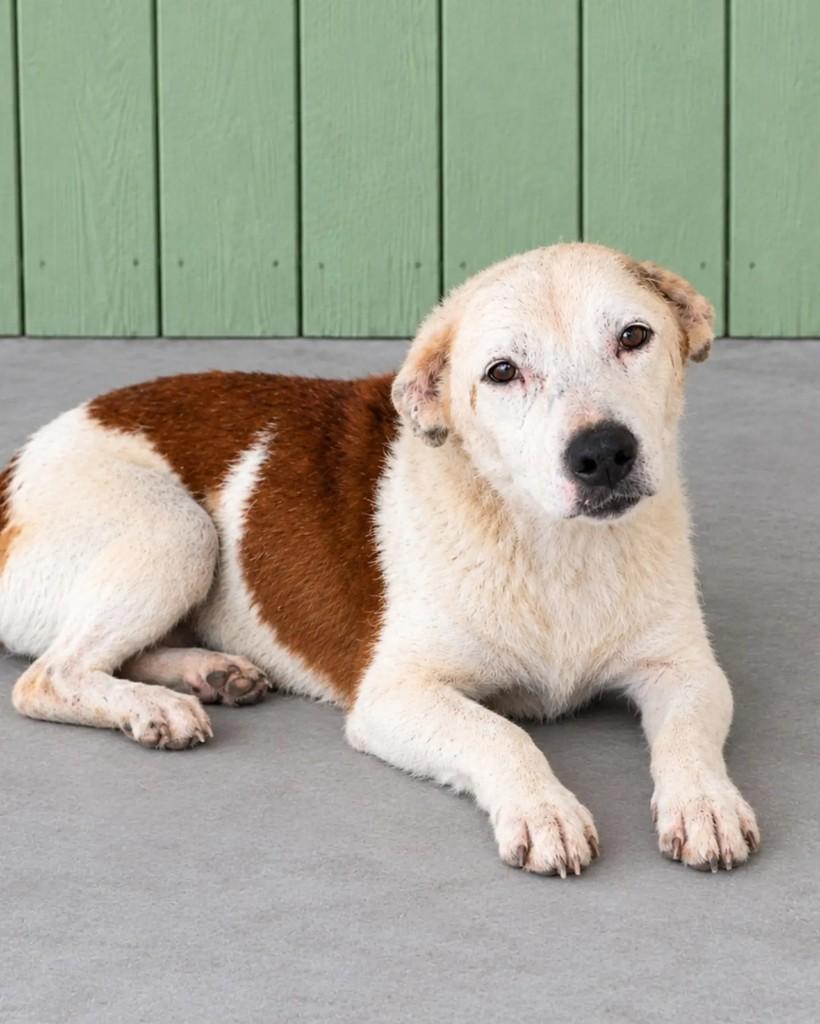 Chiquinho, cachorro de porte médio para adoção em Guaramirim - SC — foto 2 de 4