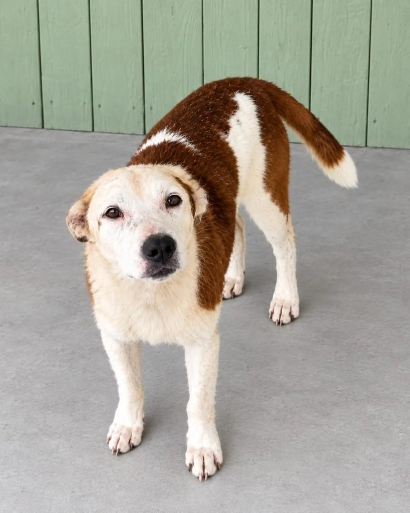 Chiquinho, cachorro de porte médio para adoção em Guaramirim - SC — foto 3 de 4