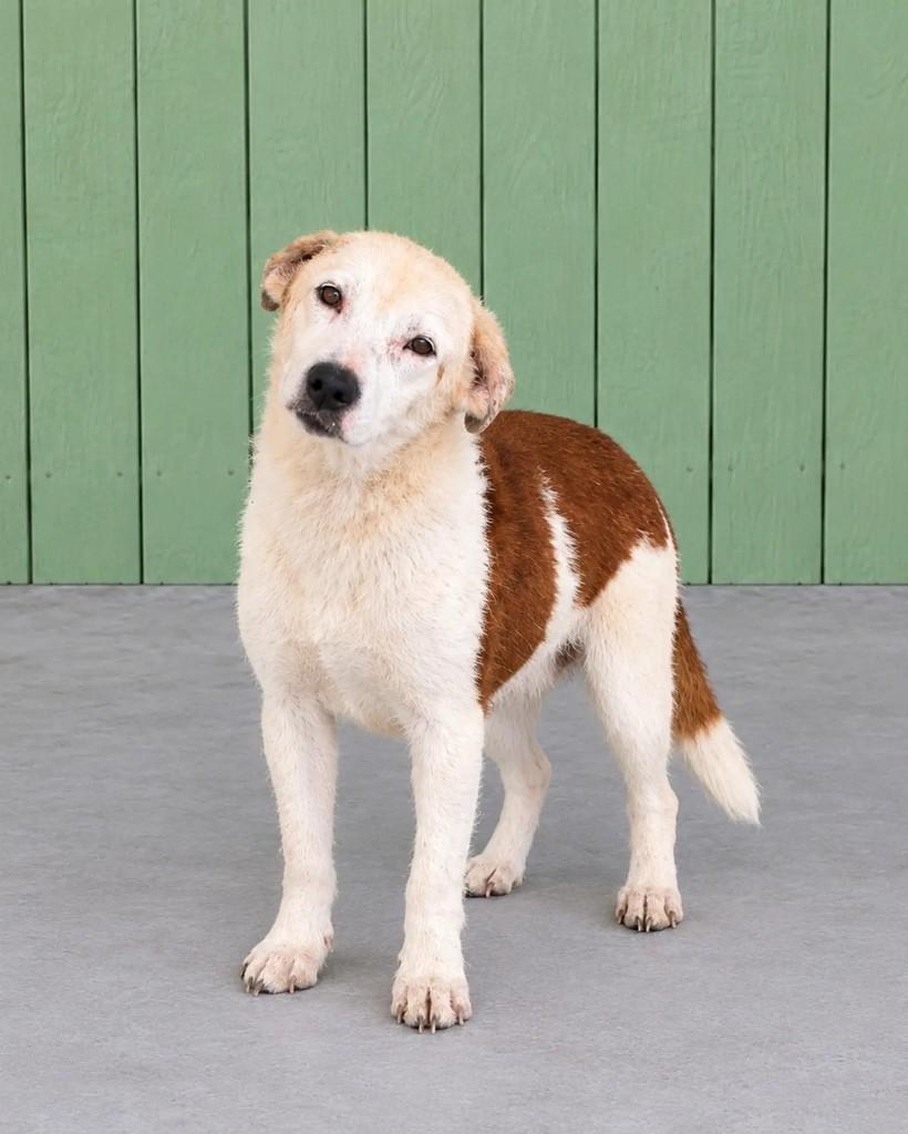 Chiquinho, cachorro de porte médio para adoção em Guaramirim - SC — foto 4 de 4