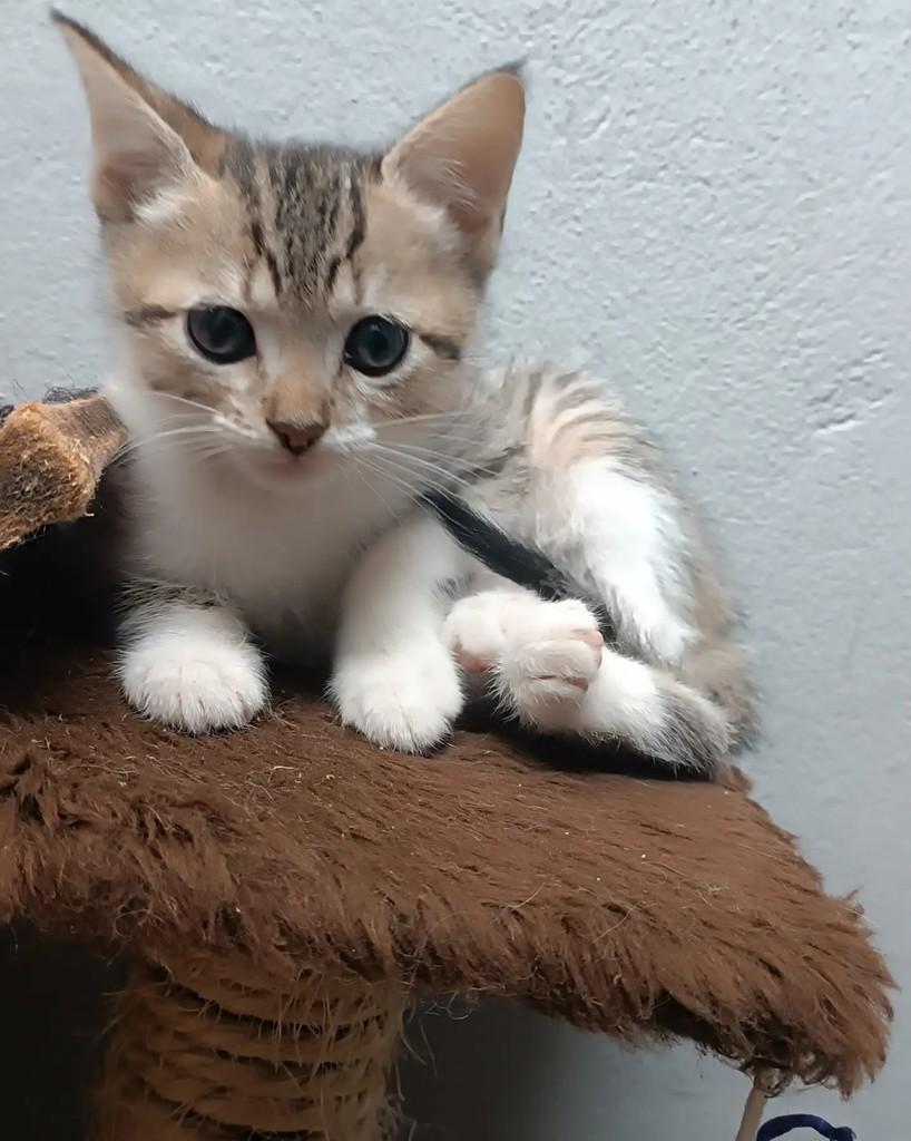 Buzininha, gata de porte pequeno para adoção em Guaramirim - SC