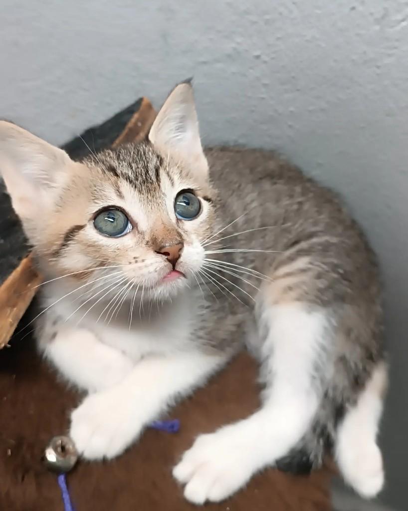 Buzininha, gata de porte pequeno para adoção em Guaramirim - SC — foto 2 de 7