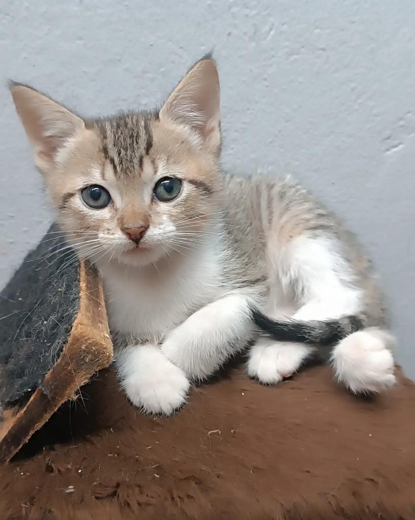 Buzininha, gata de porte pequeno para adoção em Guaramirim - SC — foto 3 de 7