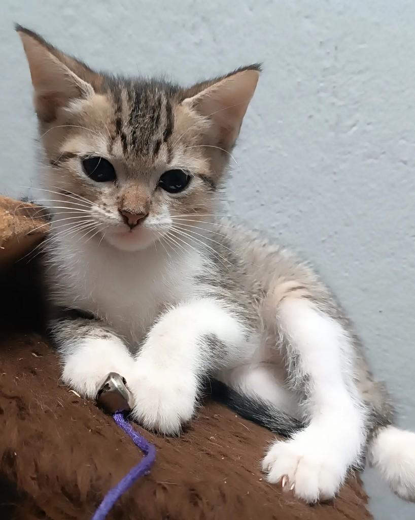 Buzininha, gata de porte pequeno para adoção em Guaramirim - SC — foto 4 de 7