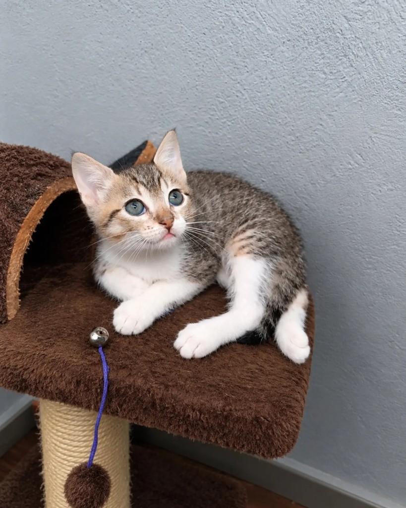 Buzininha, gata de porte pequeno para adoção em Guaramirim - SC — foto 5 de 7