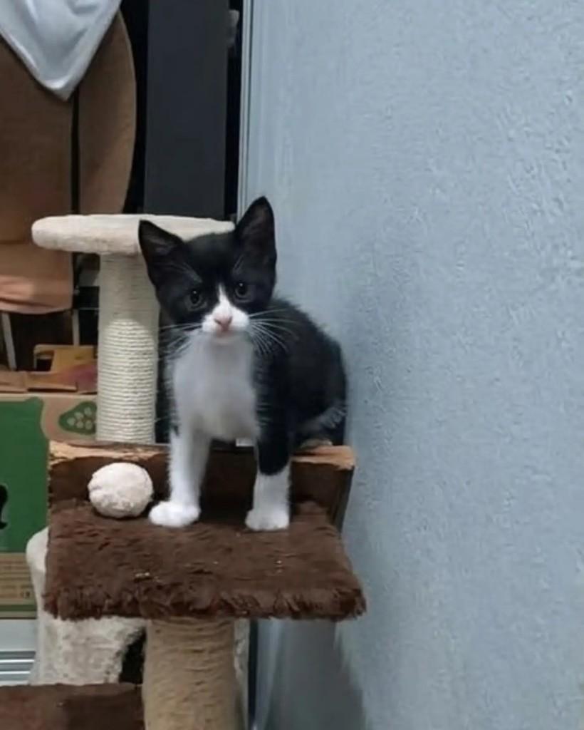 Aria, gata de porte pequeno para adoção em Guaramirim - SC