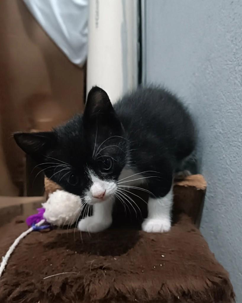 Aria, gata de porte pequeno para adoção em Guaramirim - SC — foto 2 de 3