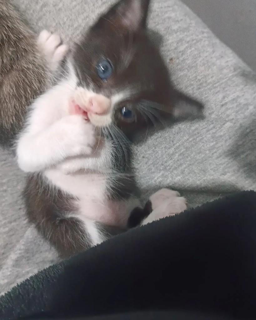 Aria, gata de porte pequeno para adoção em Guaramirim - SC — foto 3 de 3