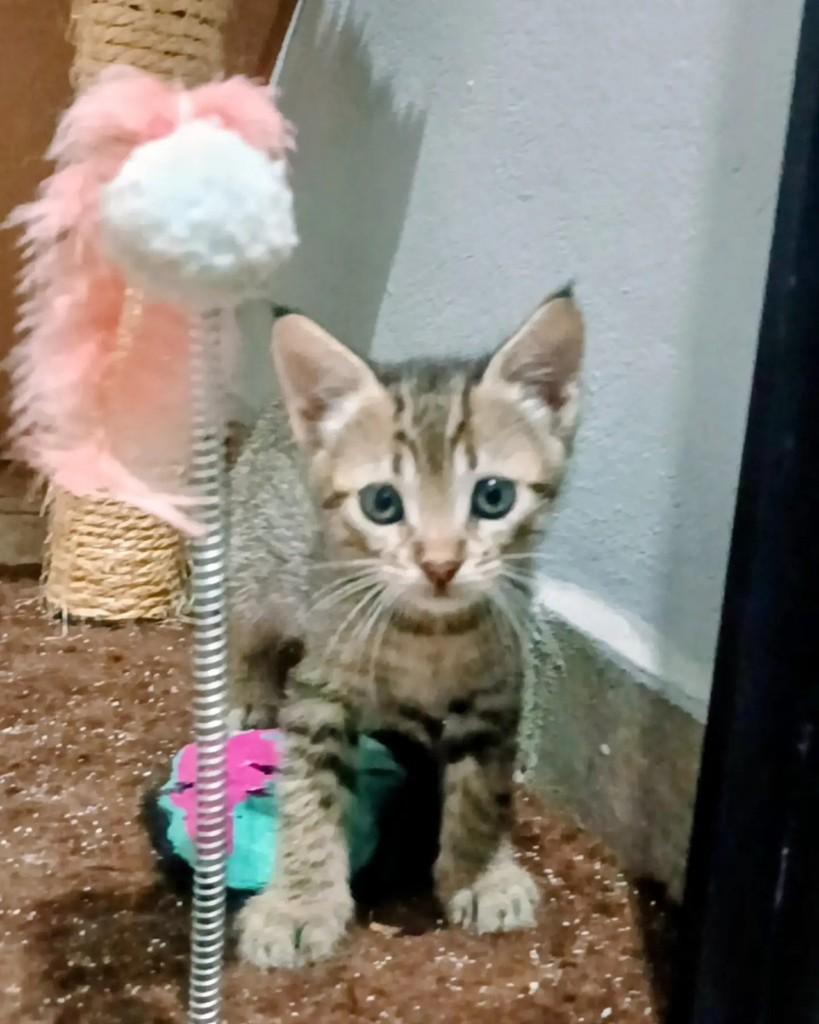 Lioninha, gata de porte pequeno para adoção em Guaramirim - SC