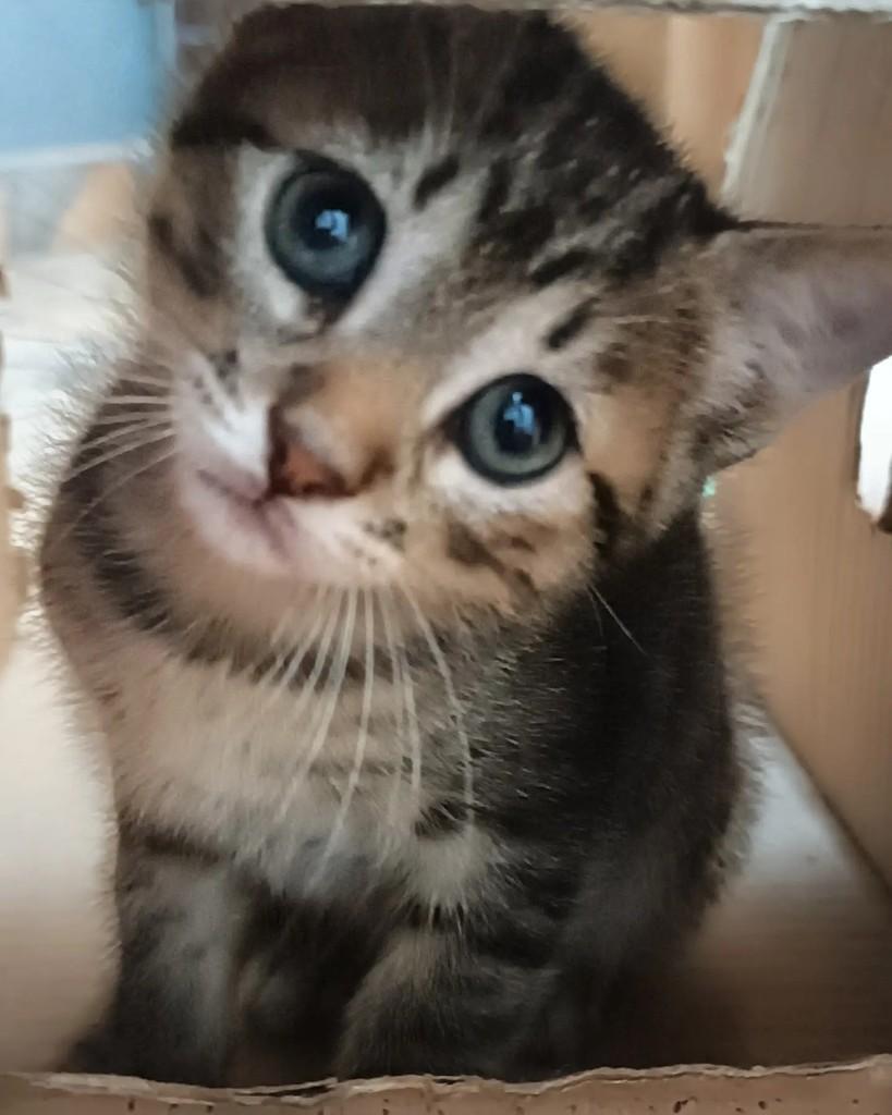 Lioninha, gata de porte pequeno para adoção em Guaramirim - SC — foto 2 de 3