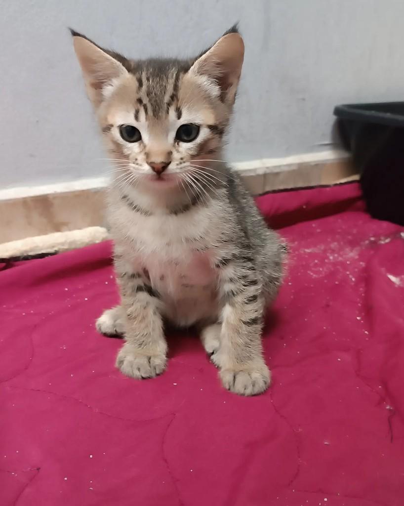 Lioninha, gata de porte pequeno para adoção em Guaramirim - SC — foto 3 de 3
