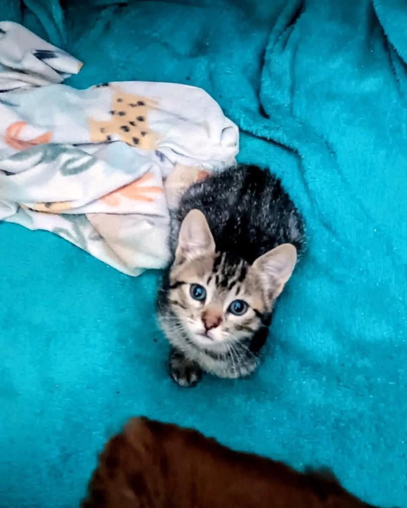 Bonnie, gata de porte pequeno para adoção em Guaramirim - SC