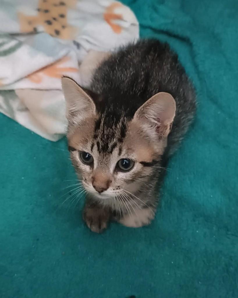 Bonnie, gata de porte pequeno para adoção em Guaramirim - SC — foto 2 de 3