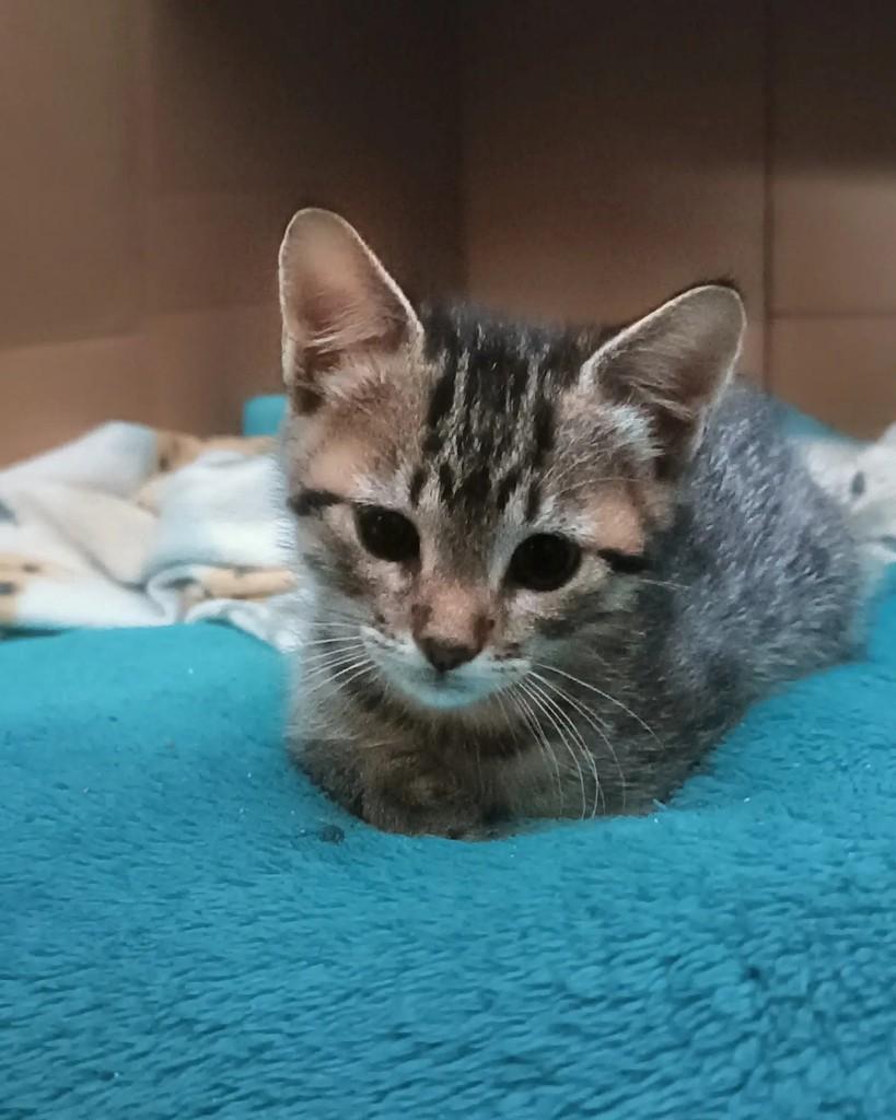 Bonnie, gata de porte pequeno para adoção em Guaramirim - SC — foto 3 de 3