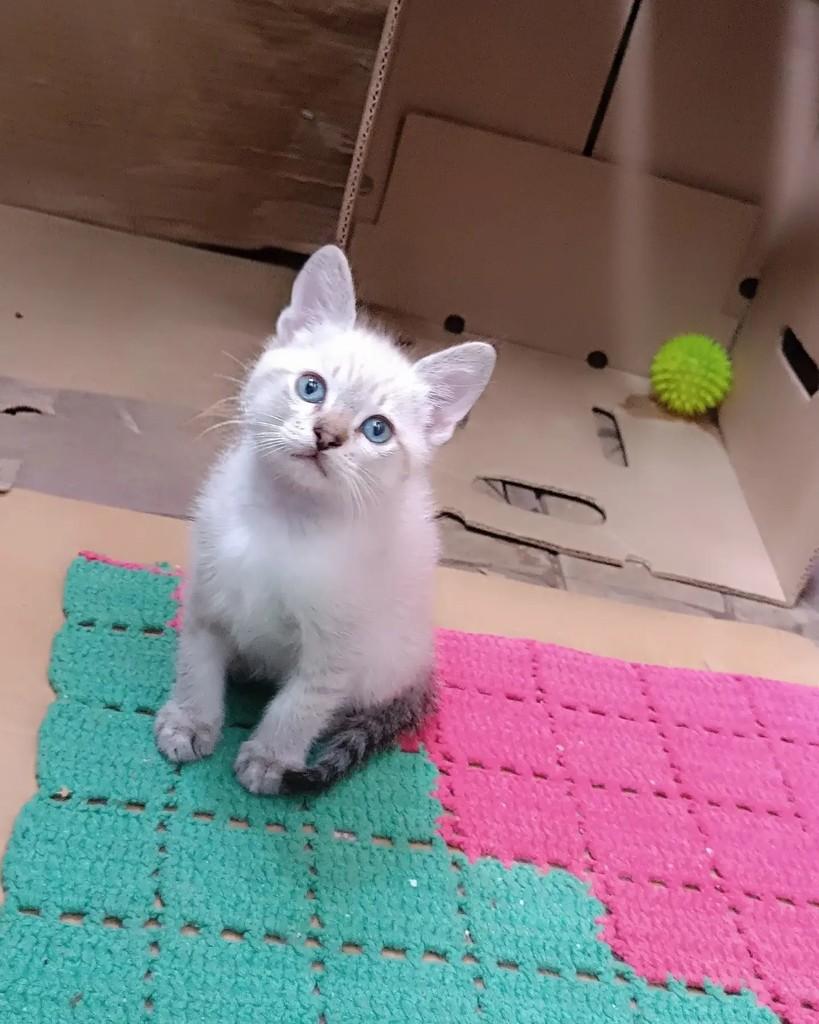 Ciél, gato de porte pequeno para adoção em Guaramirim - SC