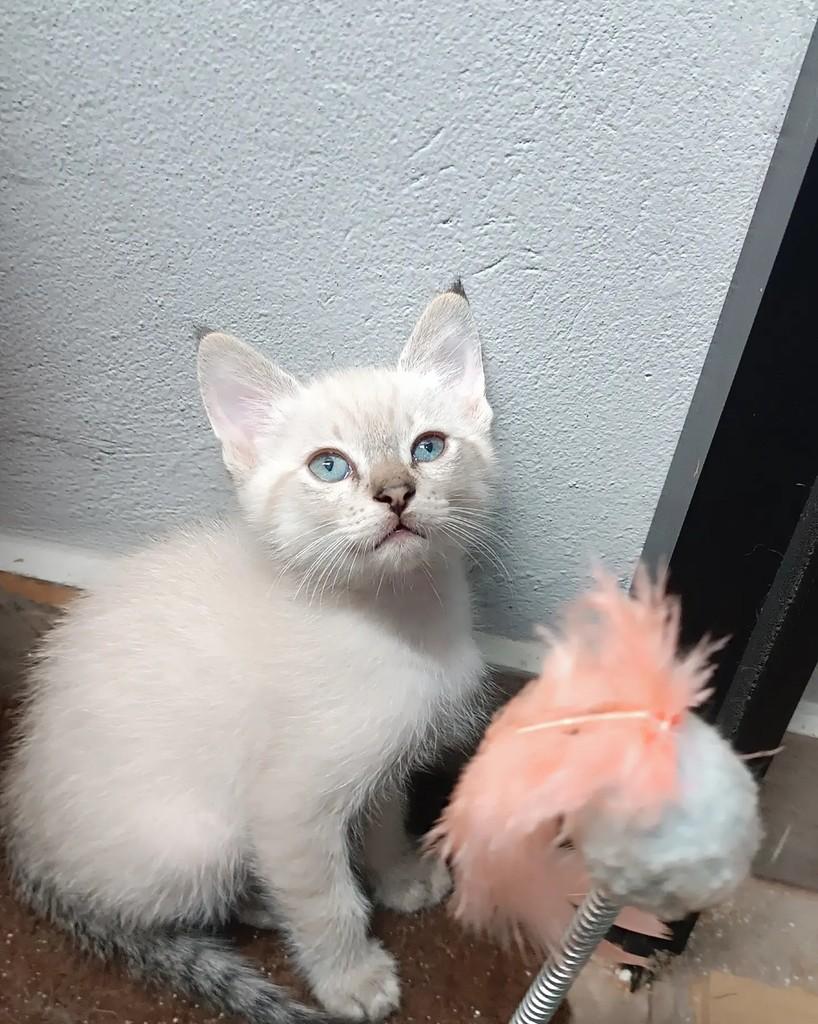 Ciél, gato de porte pequeno para adoção em Guaramirim - SC — foto 2 de 7