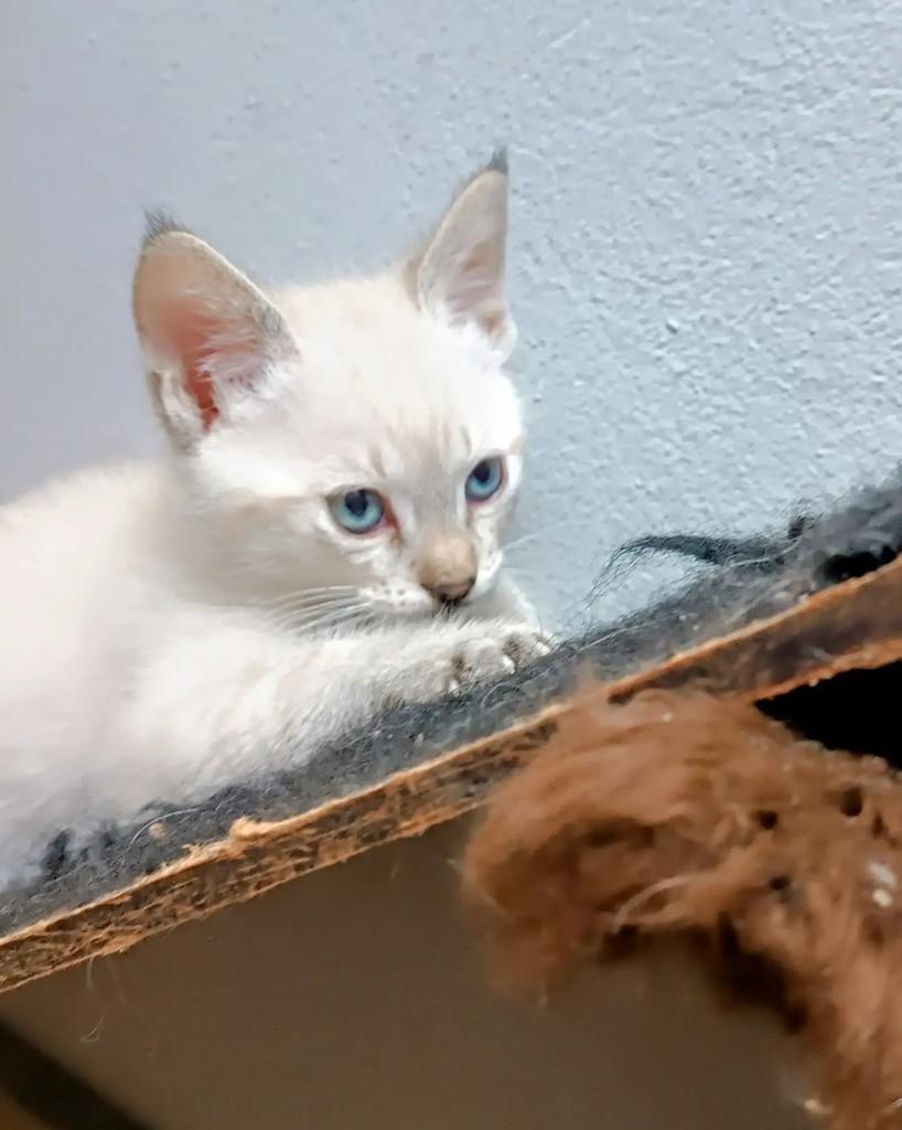 Ciél, gato de porte pequeno para adoção em Guaramirim - SC — foto 3 de 7
