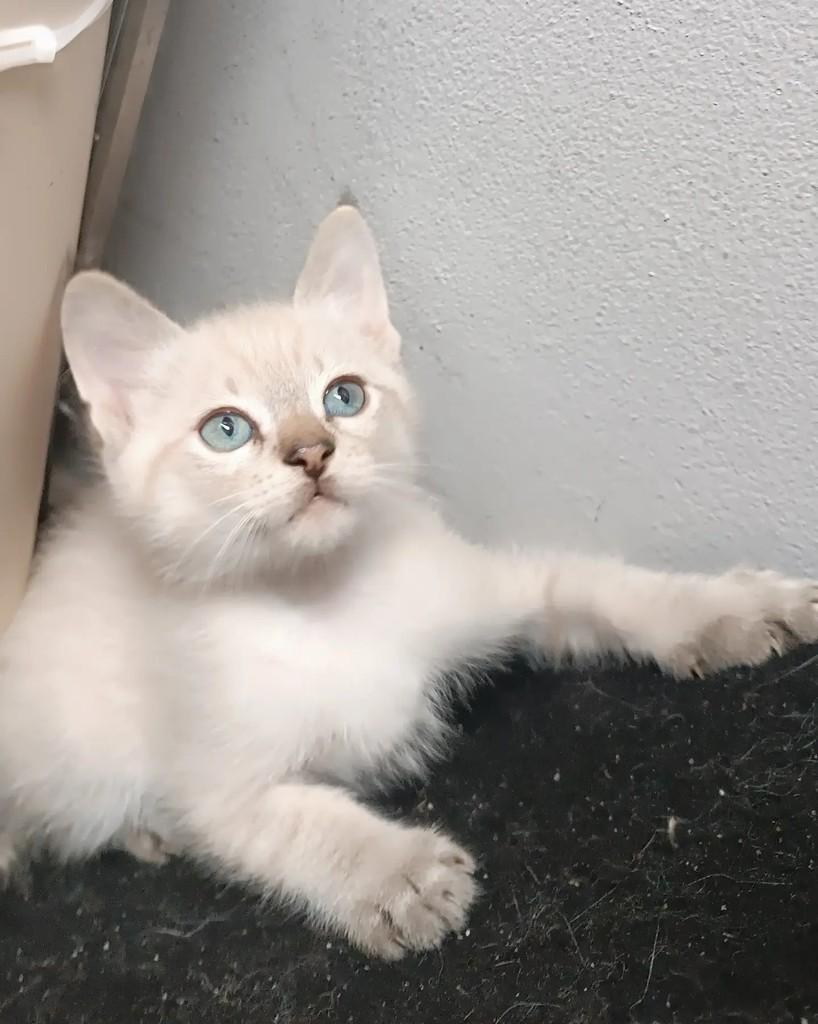 Ciél, gato de porte pequeno para adoção em Guaramirim - SC — foto 4 de 7
