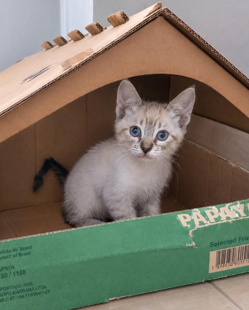 Dante, gato de porte pequeno para adoção em Guaramirim - SC