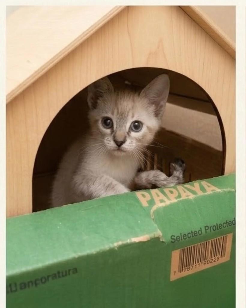 Dante, gato de porte pequeno para adoção em Guaramirim - SC — foto 2 de 3