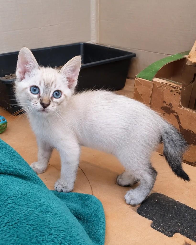 Dante, gato de porte pequeno para adoção em Guaramirim - SC — foto 3 de 3