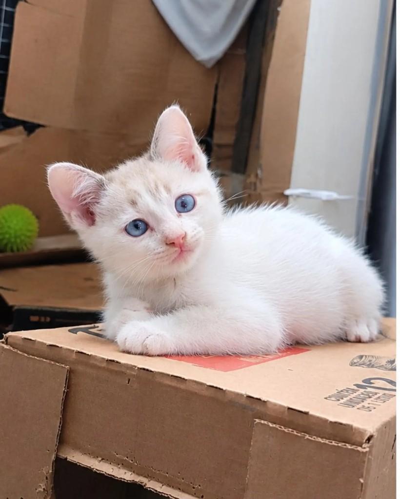 Pheneas, gato de porte pequeno para adoção em Guaramirim - SC